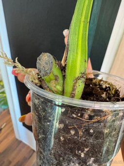 Monstera aurea variegata - 2