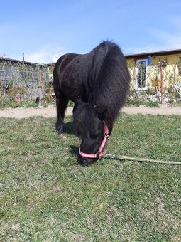 Pony kobylka - 2