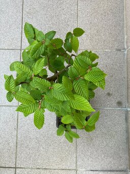 Bonsai, Bonsaj, jamadori, habr - 2