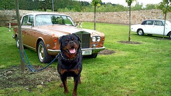 Krytí rotvajler, RTW, rottweiler s PP - 2