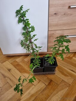 Migrenovnik, rymovnik, kalisie - 2