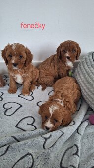 Cavapoo - 2