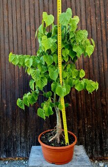 PRE-BONSAI, BONSAJ - LIPA SRDCITA - 2