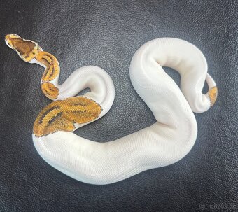 Krajta Královská - SPECIAL YB PIEBALD - 2