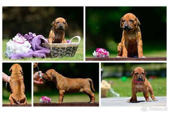 Rhodéský ridgeback - štěňátka k rezervaci 💙 - 2