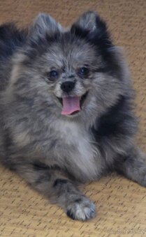 Pomeranian pejsek bez PP - 2