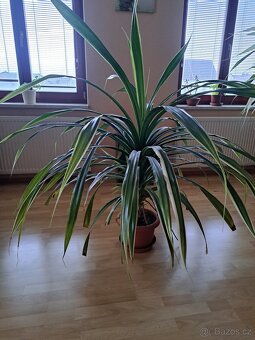 Pokojová rostlina - 2