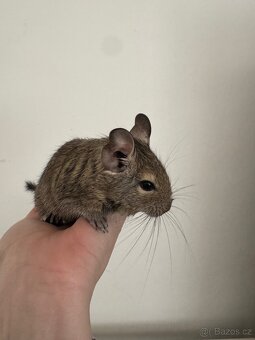 Osmák Degu - 2