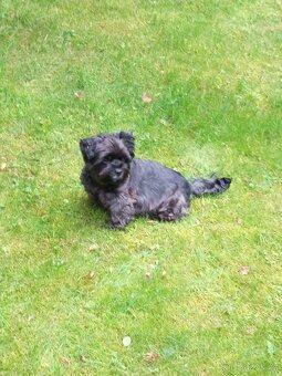 Jorkšírský teriér biewr hledá nevěstu - 2