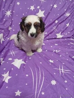 Prodám štěně křížence - 2