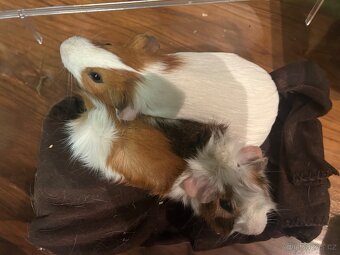 Morčátka za odvoz - 2