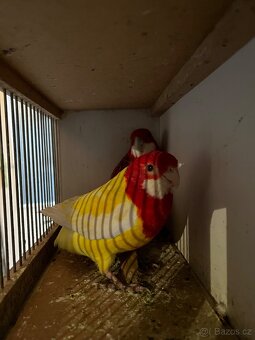 Rosela lutino samec 2025 - 2