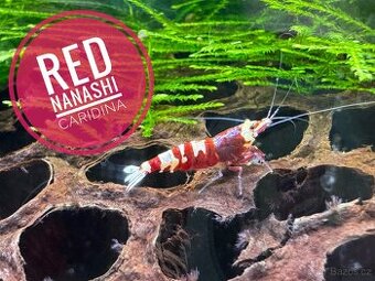 Caridina Red Nanashi 10+1 zdarma - 2