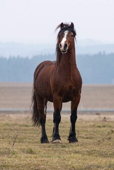 Připouštění welsh cob - 2
