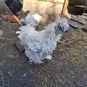 Prodam kmen Hedvabnicek - 2