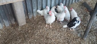 Leghorn, vlaska exchequer a hedvabnicka - 2