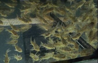 Akvarijní rybičky - mečovka, panceřníček, ancistrus - 2