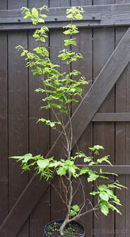 Habr obecný "Aureovariegata" 100cm - 2