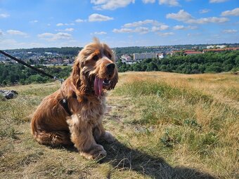 Anglický Kokršpaněl ke krytí s PP - 2