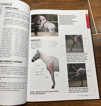Anatomie pohyb a výkon koně - 2