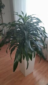 Vysoká živá rostlina dracena fragrans - 2