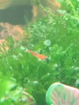 Krevety červené rodů neocaridina. - 2