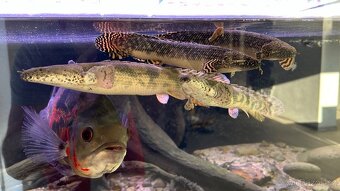 Bichir pruhoploutvý - 2