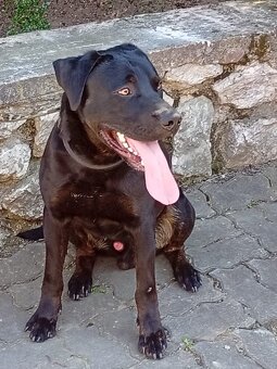 ÁRON K ADOPCI - přátelský akční parťák - 2