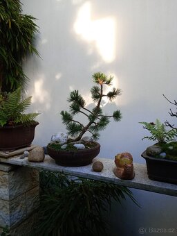 Borovice osinatá (Pinus aristata) bonsai - 2