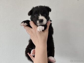 Border kolia-Border collie - 2