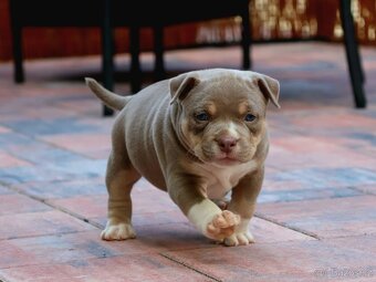Pejsel a fenky American bully pocket ABKC - 2