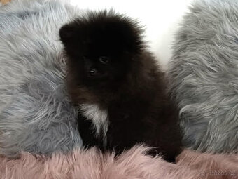 Pomeranian černá fenka s PP - 2
