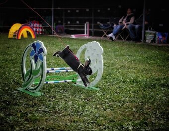 sportovní králík s pp - Hook - 2
