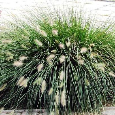 VOUSATEC ♥ PENNISETUM ♥ DOCHAN PSÁRKOVITÝ - 2