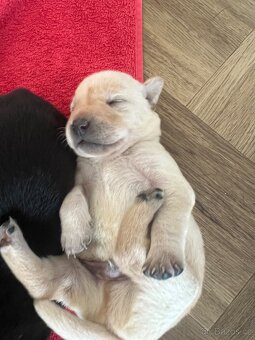 Nabízím štěňata labradora, bez PP - 2