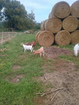 Letošní kůzlata - 2