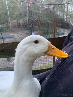 Kachna pekingská - 2