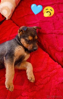 Štěně labradora X německý ovčák - 2