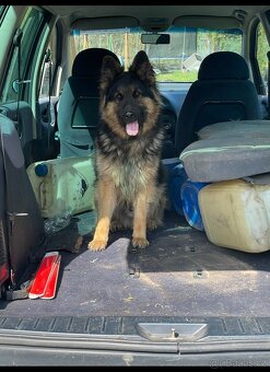 Daruji německého ovčáka - 2