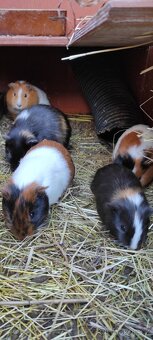 Prodám krátkosrstá morčata. - 2