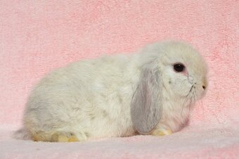 Sameček minilop Idol - 2