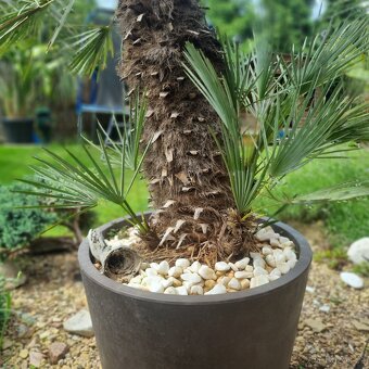 Palma Chamaerops Humilis var. Cerifera - 2