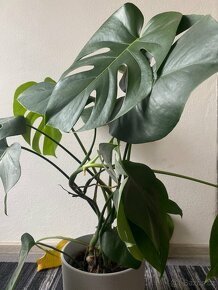 Monstera - 2