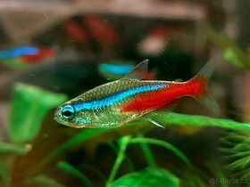 Endlerka (Poecilia wingei) - 2