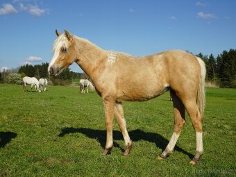 Prodám klisnu welsh pony, sekce B. - 2