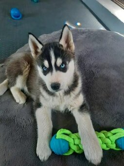 Štěňata sibiřského huskyho - 2
