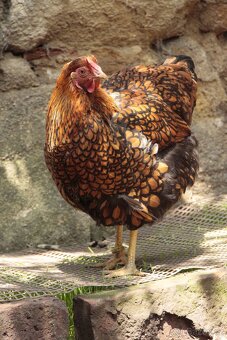 Wyandotka velká zlatá černě lemovaná - 2