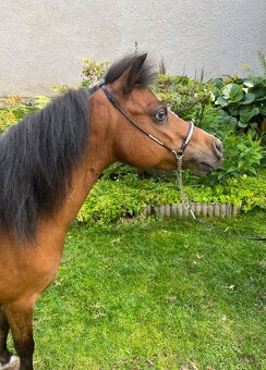 Chovná minihorse klisna - 2