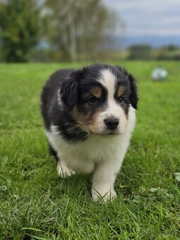 Australský ovčák -štěňátko Black Tri s krátkým ocáskem z FCI - 2