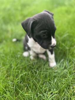 Stafordšírský bulteriér - 2